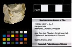 Foto (Objekt + Etiketten) von Decapoda indet. 